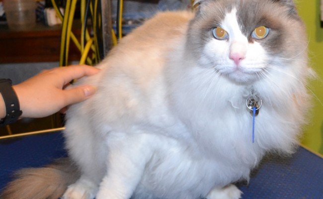 Cat is a ragdoll.  He had his fur shaved, nails clipped, ears cleaned and a wash n blow dry.  Pampered by Kylies Cat Grooming Services Also All Size Dogs.