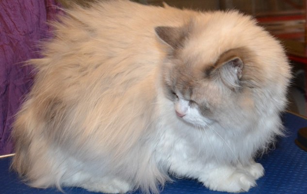 Lily is a Ragdoll. She had her matted fur shaved off, nails clipped, ears cleaned and a wash n Blow dry.  Pampered by Kylies Cat Grooming Services Also All Size Dogs.