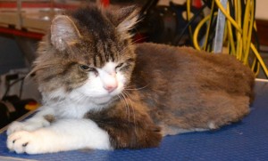 Sqiggle is a 16 yr old Long hair moggy. He had his matted fur shaved down and the rest comb clipped, nails clipped, ears cleaned and a full set of Black Softpaw nail caps. Pampered by Kylies Cat Grooming services Also All Size Dogs.