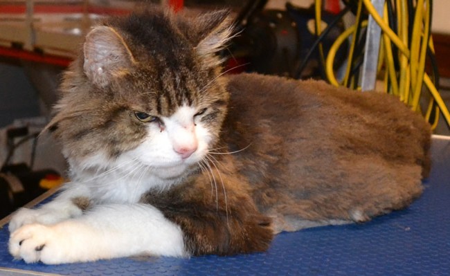 Sqiggle is a 16 yr old Long hair moggy.  He had his matted fur shaved down and the rest comb clipped, nails clipped, ears cleaned and a full set of Black Softpaw nail caps.  Pampered by Kylies Cat Grooming services Also All Size Dogs.
