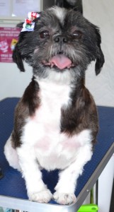 Princess is a Maltese x Shih Tzu. She is a rescue dog and is now with a very loving family who brought her into me today. She had her very bad matted fur shaved off, nails clipped, ears cleaned and a wash n blow dry. Pampered by Kylies Cat Grooming Services Also All Size Dogs
