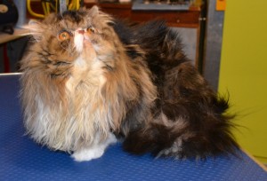 Franklin is a Persian. He had his matted fur shaved off, nails clipped, ears cleaned, a wash n blow dry and a Full set of Blue Softpaw Nail Caps.. Pampered by Kylies Cat Grooming Services Also All Size Dogs