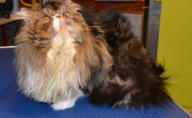 Franklin is a Persian.  He had his matted fur shaved off, nails clipped, ears cleaned, a wash n blow dry and a Full set of Blue Softpaw Nail Caps..  Pampered by Kylies Cat Grooming Services Also All Size Dogs
