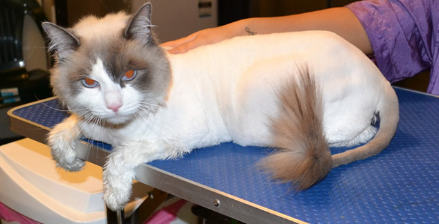 Cat is a ragdoll.  He had his fur shaved, nails clipped, ears cleaned and a wash n blow dry.  Pampered by Kylies Cat Grooming Services Also All Size Dogs.