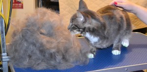 Lenny is a Short hair Domestic. He had his fur raked, ears cleaned, nails clipped, wash n blow dry and a full set of Green Softpaw Nail Caps. Pampered by Kylies Cat Grooming services Also All Size Dogs.