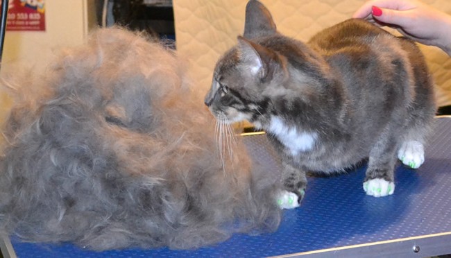 Lenny is a Short hair Domestic.  He had his fur raked, ears cleaned, nails clipped, wash n blow dry and a full set of Green Softpaw Nail Caps.  Pampered by Kylies Cat Grooming services Also All Size Dogs.