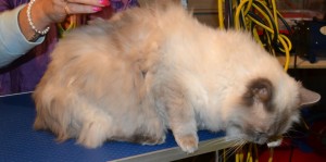 Nigel is a Ragdoll. He had his fur shaved, nails clipped, ears and eyes cleaned, wash n blow dry and a full set of Glitter Blue Softpaw nail caps. Pampered by Kylies Cat Grooming services Also All Size Dogs
