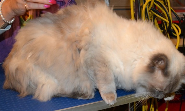 Nigel is a Ragdoll. He had his fur shaved, nails clipped, ears and eyes cleaned, wash n blow dry and a full set of Glitter Blue Softpaw nail caps.  Pampered by Kylies Cat Grooming services Also All Size Dogs