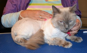 Nigel is a Ragdoll. He had his fur shaved, nails clipped, ears and eyes cleaned, wash n blow dry and a full set of Glitter Blue Softpaw nail caps. Pampered by Kylies Cat Grooming services Also All Size Dogs