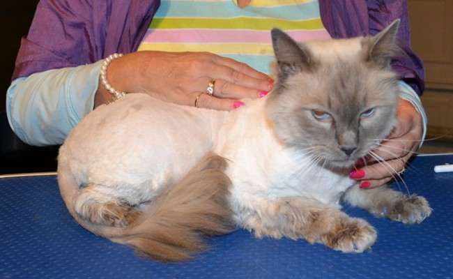 Nigel is a Ragdoll. He had his fur shaved, nails clipped, ears and eyes cleaned, wash n blow dry and a full set of Glitter Blue Softpaw nail caps.  Pampered by Kylies Cat Grooming services Also All Size Dogs