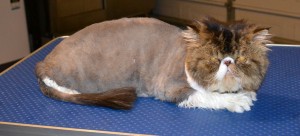 Franklin is a Persian. He had his matted fur shaved off, nails clipped, ears cleaned, a wash n blow dry and a Full set of Blue Softpaw Nail Caps.. Pampered by Kylies Cat Grooming Services Also All Size Dogs