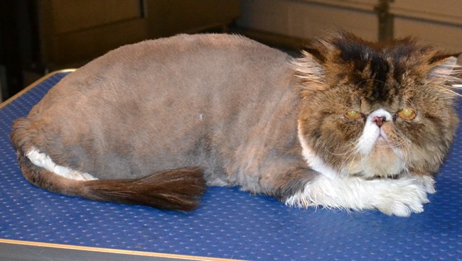 Franklin is a Persian.  He had his matted fur shaved off, nails clipped, ears cleaned, a wash n blow dry and a Full set of Blue Softpaw Nail Caps..  Pampered by Kylies Cat Grooming Services Also All Size Dogs