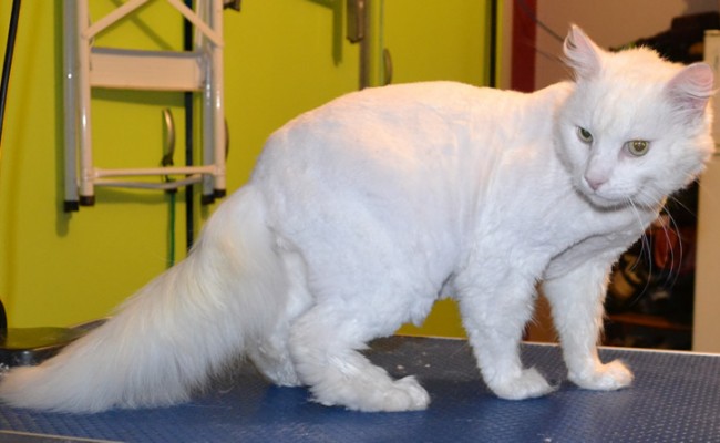 Jett is a Long hair Domestic. He had his fur shaved down, nails clipped, ears cleaned and a wash n Blow dry .  Pampered by Kylies cat Grooming services Also All Size Dogs.
