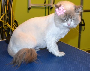 Lily is a Ragdoll. She had her matted fur shaved off, nails clipped, ears cleaned and a wash n Blow dry. Pampered by Kylies Cat Grooming Services Also All Size Dogs.