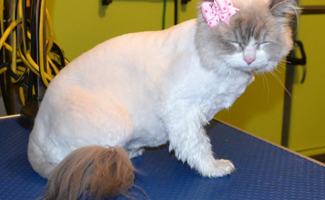 Lily is a Ragdoll. She had her matted fur shaved off, nails clipped, ears cleaned and a wash n Blow dry.  Pampered by Kylies Cat Grooming Services Also All Size Dogs.