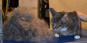 Lenny is a Short hair Domestic. He had his fur raked, ears cleaned, nails clipped, wash n blow dry and a full set of Green Softpaw Nail Caps. Pampered by Kylies Cat Grooming services Also All Size Dogs.