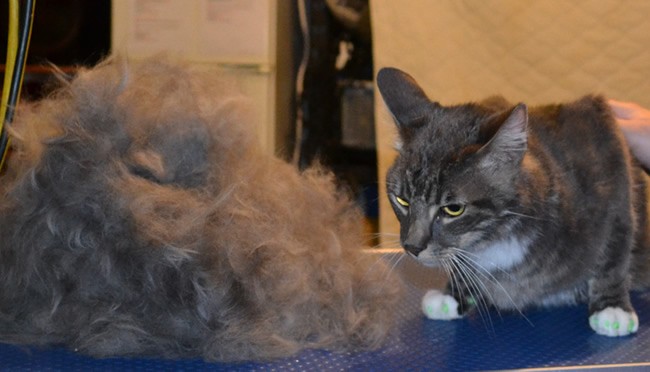 Lenny is a Short hair Domestic.  He had his fur raked, ears cleaned, nails clipped, wash n blow dry and a full set of Green Softpaw Nail Caps.  Pampered by Kylies Cat Grooming services Also All Size Dogs.