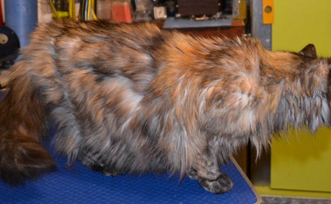 Timtam is a 14 year old long hair moggy.  She had her matted fur shaved down, nails clipped and ears cleaned.  Pampered by Kylies cat Grooming services Also All Size Dogs.