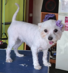 Dora is a Maltese x shih Tzu. She had her matted fur shaved down, nails clipped, ears cleaned and a wash n blow dry. Pampered by Kylies cat Grooming Services Also All Size Dogs.