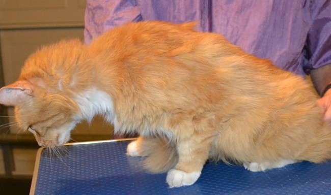 28th jan 2014 – Frannie had her fur shaved down this time along with her nails clipped, ears cleaned and a wash. Not bad for a 15 yr old girl. Pampered by Kylies Cat Grooming Services also all size dogs.