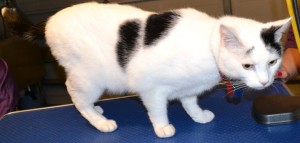 Oscar is a Short hair Domestic. He had his fur shaved down, nails clipped, ears cleaned, wash n blow dry and a full set of Red Softpaw nail caps. Pampered by Kylies Cat Grooming services Also All Size Dogs.
