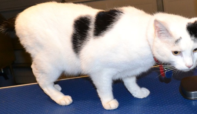 Oscar is a Short hair Domestic.  He had his fur shaved down, nails clipped, ears cleaned, wash n blow dry and a full set of Red Softpaw nail caps. Pampered by Kylies Cat Grooming services Also All Size Dogs.