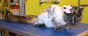 Timtam is a 14 year old long hair moggy. She had her matted fur shaved down, nails clipped and ears cleaned. Pampered by Kylies cat Grooming services Also All Size Dogs.