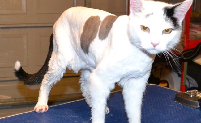 Oscar is a Short hair Domestic.  He had his fur shaved down, nails clipped, ears cleaned, wash n blow dry and a full set of Red Softpaw nail caps. Pampered by Kylies Cat Grooming services Also All Size Dogs.