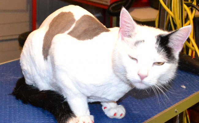 Oscar is a Short hair Domestic.  He had his fur shaved down, nails clipped, ears cleaned, wash n blow dry and a full set of Red Softpaw nail caps. Pampered by Kylies Cat Grooming services Also All Size Dogs.