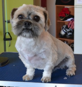 Leo is a Maltese x Shih Tzu. He had his matted fur shaved off, ears and eyes cleaned, nails clipped and a wash n blow dry. Pampered by Kylies Cat Grooming services Also All Size Dogs.