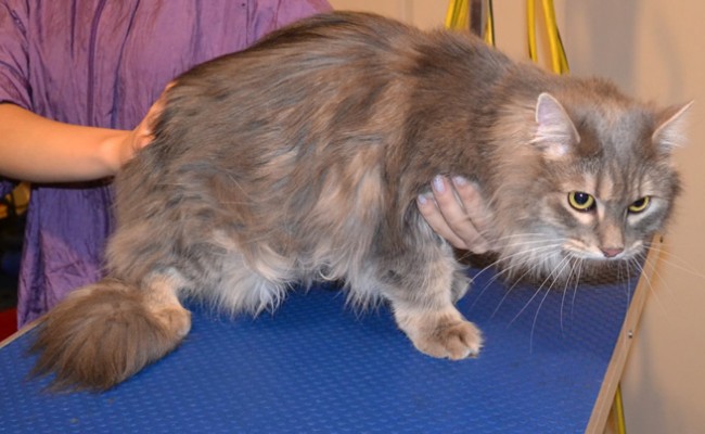 Wolf is a Long Hair Domestic.  He had his fur shaved off, nails clipped, ears cleaned and a wash n blow dry.  Pampered by Kylies Cat Grooming Services Also All Size Dogs.
