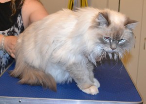 Nikki is a Ragdoll. She had her fur shaved down, nails clipped, a wash n blow dry and her ears cleaned. Pampered by Kylies cat Grooming services Also All Size Dogs.