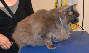 Lakito is a Russian Blue x Domestic. He had his matted fur shaved down, nails clipped and ears cleaned. Pampered by Kylies Cat Grooming services Also All Size Dogs.