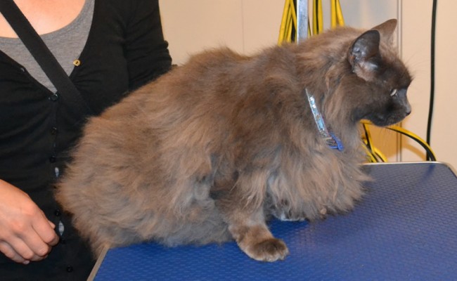 Lakito is a Russian Blue x Domestic. He had his matted fur shaved down, nails clipped and ears cleaned.    Pampered by Kylies Cat Grooming services Also All Size Dogs.