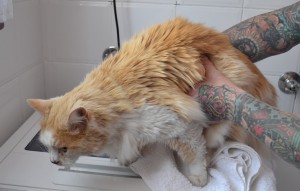 Teddy is a 12 yr old Moggy. He had his fur shaved down, nails clipped and ears cleaned. Pampered by Kylies cat Grooming services Also All Size Dogs.