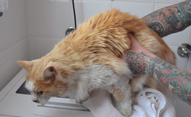 Teddy is a 12 yr old Moggy.  He had his fur shaved down, nails clipped and ears cleaned.  Pampered by Kylies cat Grooming services Also All Size Dogs.