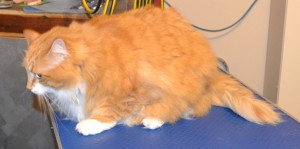 Millie is a long hair Domestic. She had her fur shaved down, nails clipped, ears cleaned and a wash n blow dry. Pampered by Kylies Cat Grooming Services Also All Size Dogs.