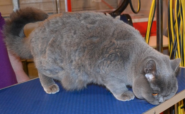 Mystique is a British Short Hair.  She has her fur shaved down, nails clipped and ears cleaned.  Pampered by Kylies Cat Grooming services Also All Size Dogs.