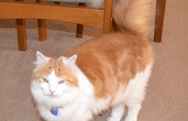Avril is a Medium Hair Ginger. She had her fur shaved down, nails clipped and ears cleaned. She was a house call to a lovely elderly couple in a local retirement village. Very well behaved cat too. Pampered by Kylies Cat Grooming services Also All Size Dogs.