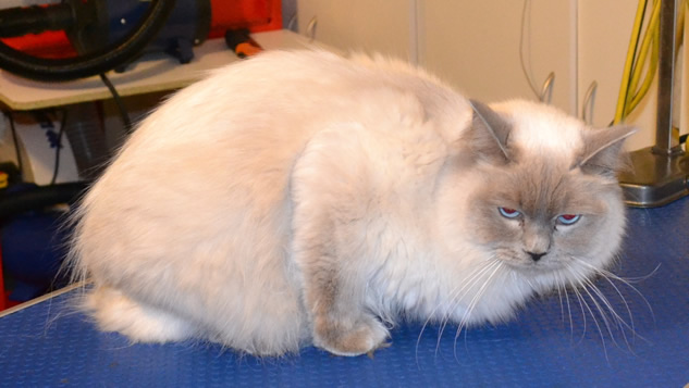 Marshall is a Ragdoll. He had his fur shaved, nails clipped, eyes and eyes cleaned, a wash n blow dry and Blue Softpaw nails caps put on.  Pampered by Kylies cat Grooming services Also All Size Dogs..