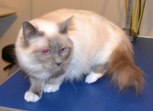 Boo is a Birman. She had her fur shaved, nails clipped and ears cleaned. Pampered by Kylies Cat Grooming Services Also All Size Dogs.