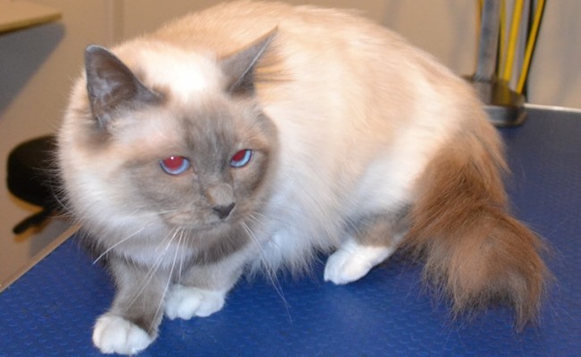 Boo is a Birman. She had her fur shaved, nails clipped and ears cleaned. Pampered by Kylies Cat Grooming Services Also All Size Dogs.