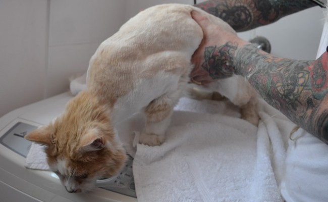 Teddy is a 12 yr old Moggy.  He had his fur shaved down, nails clipped and ears cleaned.  Pampered by Kylies cat Grooming services Also All Size Dogs.