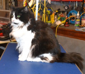 Jessie is a long hair Domestic. She had her matted fur shaved off, nails clipped and her ears cleaned. Pampered by Kylies cat Grooming services Also All Size Dogs.
