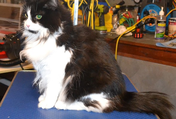 Jessie is a long hair Domestic. She had her matted fur shaved off, nails clipped and her ears cleaned.  Pampered by Kylies cat Grooming services Also All Size Dogs.