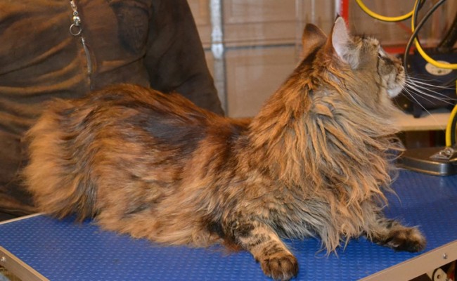 Sheba is a Mainecoon. She had her fur shaved, nails clipped and ears cleaned.  Pampered by Kylies cat Grooming services Also All Size Dogs.