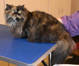 Mertis is a Persian X. She had her matted fur shaved, nails clipped, ears cleaned and Hot Pink Softpaw nail caps. Pampered by Kylies cat Grooming Services Also All Size Dogs.