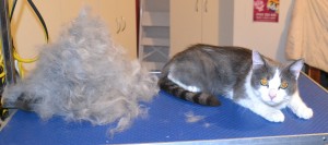 Sheru is a Chinchilla X). He had his fur raked, nails clipped, ears cleaned and a wash n blow dry.