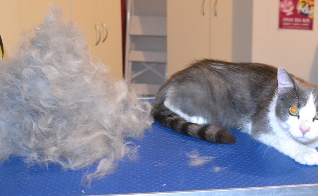 Sheru is a Chinchilla X). He had his fur raked, nails clipped, ears cleaned and a wash n blow dry.
