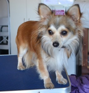 Bobby is a Chihuahua x Cavelier. He had his fur clipped, nails clipped, ears cleaned and a wash n blow dry. Pampered by Kylies Cat Grooming services Also All Size Dogs.